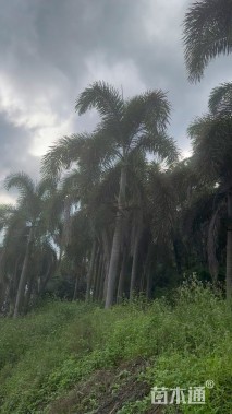 裸干高500厘米狐尾椰