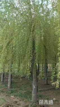 15公分金丝垂柳