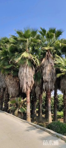 裸干高700厘米华棕