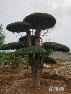 12公分对节白蜡