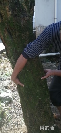 31.5公分骨里红梅