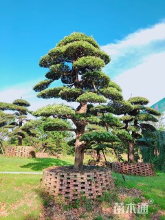 30公分日本罗汉松