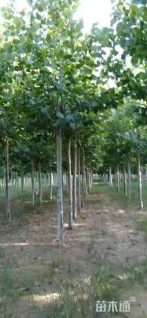 15公分法桐