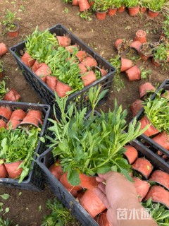 高度15厘米马鞭草