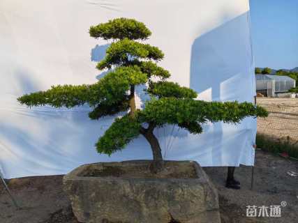 高度200厘米黑松