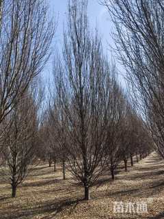 18公分欧洲鹅耳枥