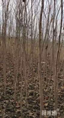 高度300厘米巨紫荆小苗