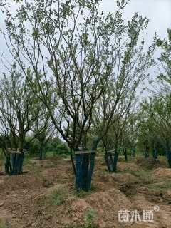 60公分丛生朴树