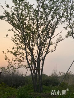 70公分(4杆)丛生朴树