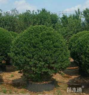 冠幅180厘米大叶黄杨球