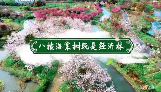 16公分八棱海棠