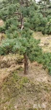 10公分造型五针松