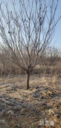 17公分日本晚樱