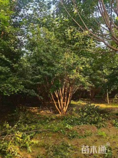 高度500厘米丛生元宝枫
