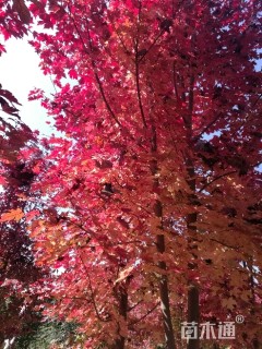 10公分美国红枫