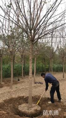 8公分金叶复叶槭