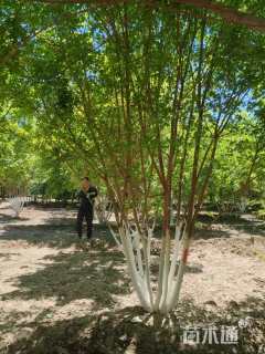 高度500厘米丛生五角枫