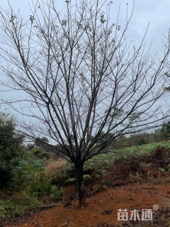 15公分染井吉野樱