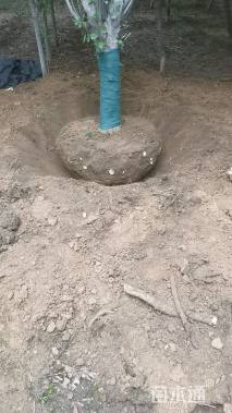 15公分高杆樱花