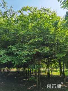 35公分(5杆)丛生榉树