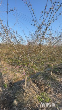 10公分垂丝海棠