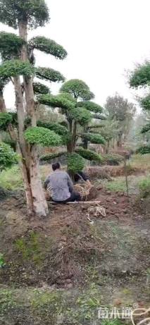 20公分造型小叶女贞