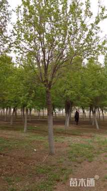 18公分暴马丁香