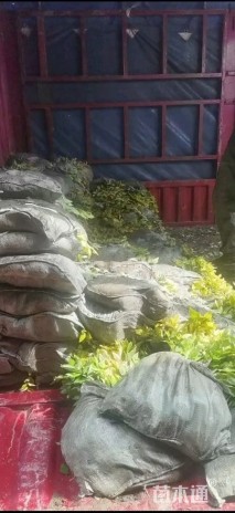 高度25厘米金森女贞