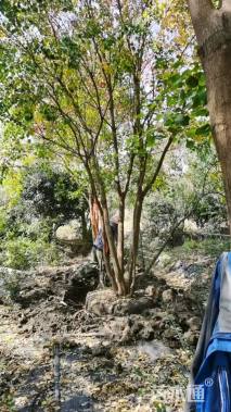 25公分(4杆)丛生乌桕