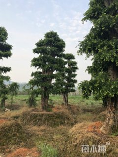 30公分造型榆树