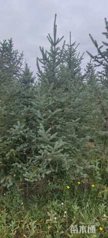 高度430厘米天山云杉