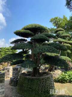 容器苗造型罗汉松