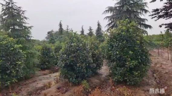 高度250厘米中华石楠