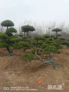 15公分造型黄杨