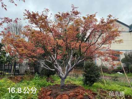 15公分日本红枫