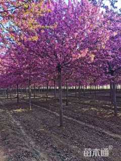 15公分绚丽海棠