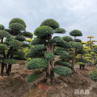 40公分造型小叶女贞