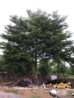 高度1000厘米非洲茉莉