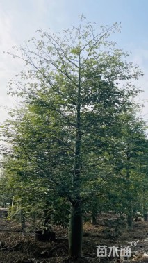 35公分大腹木棉