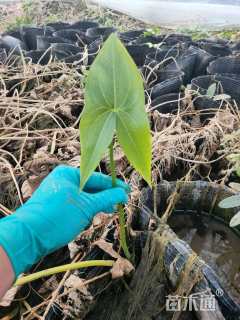 高度30厘米慈姑