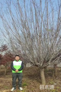 15公分绚丽海棠