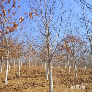 18公分北美红栎