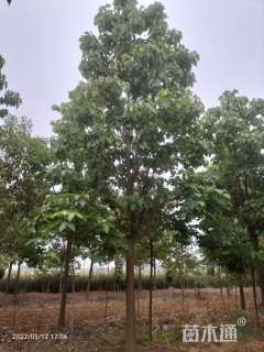 15公分楸树