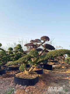 12公分造型小叶女贞