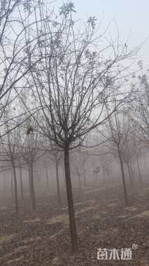 12公分北美海棠