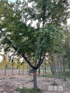 19公分嫁接银杏