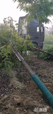 18公分嫁接香花槐