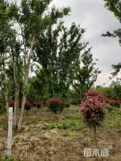 高度900厘米丛生三角枫