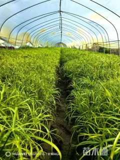 高度40厘米旱伞草