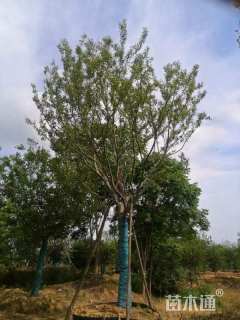 20公分朴树